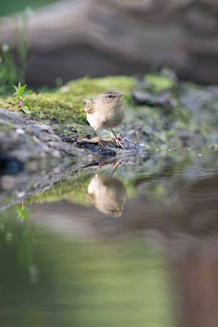 Fotohut Vledder