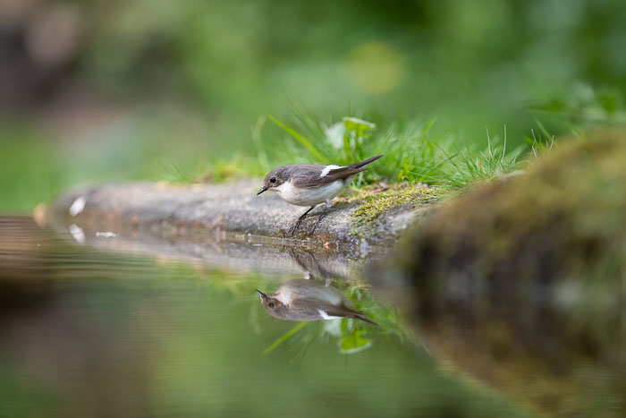 Fotohut Vledder