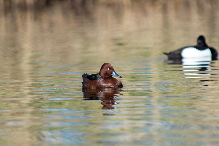 IJsvogel 2