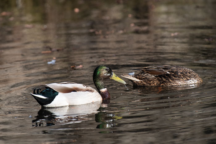 IJsvogel 2